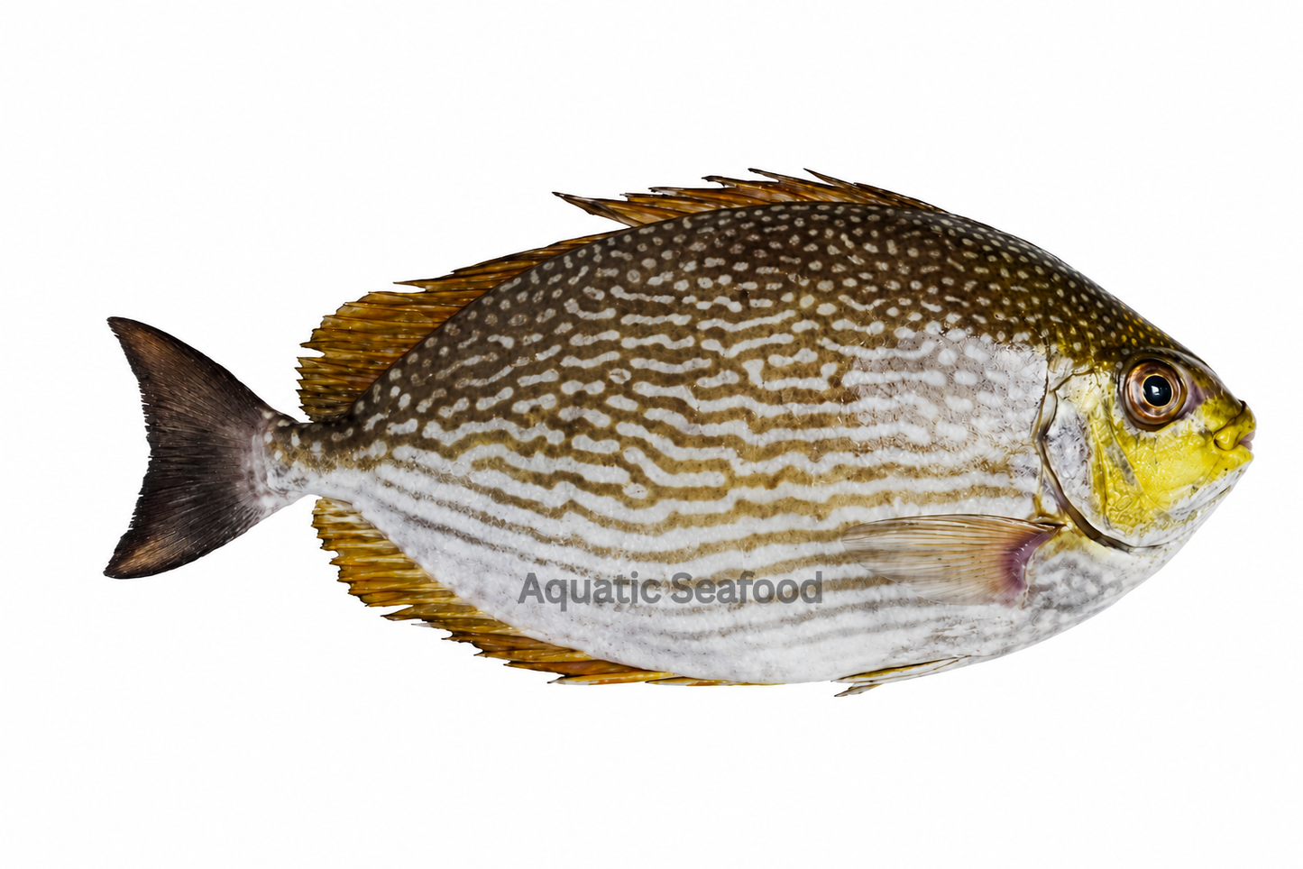 Streaked Spinefoot ( Tittar )
