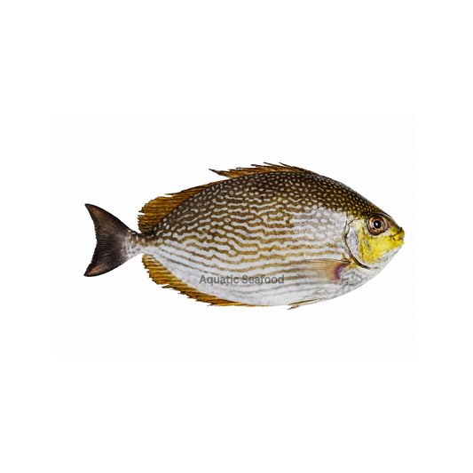 Streaked Spinefoot ( Tittar )