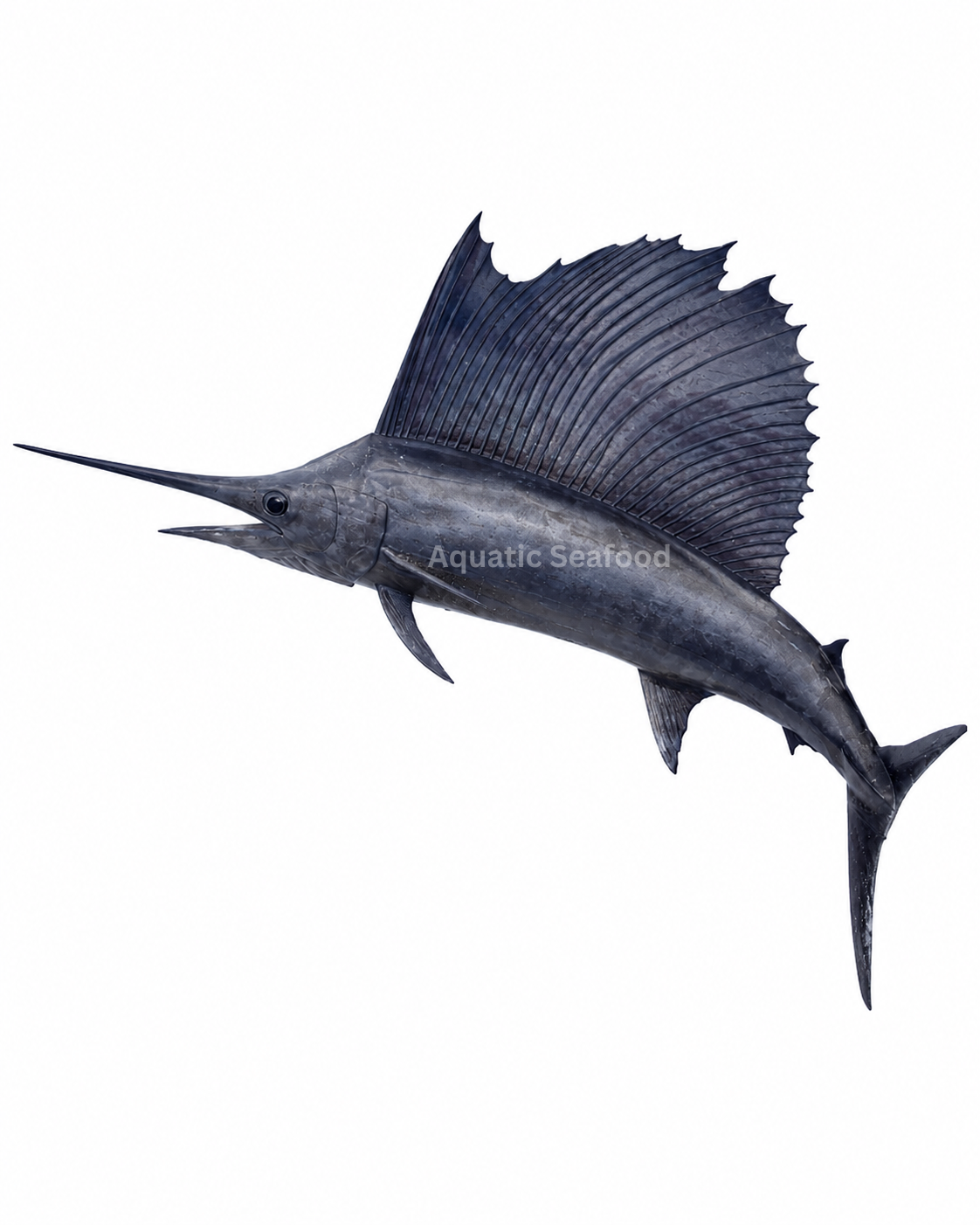 Sailfish ( Ghora )